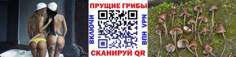 Купить  Вяземский  Псилоцибиновые грибы Cubensis 